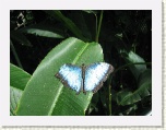 Butterfly 7 at Conservatory - Niagara * 2592 x 1944 * (1.34MB)
